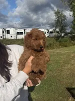 Reba, a female Miniature Goldendoodle for sale in Michigan City, IN – 2 of 5