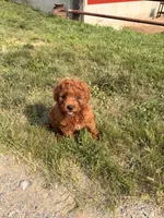 Mable, a female Miniature Goldendoodle for sale in Michigan City, IN – 4 of 5