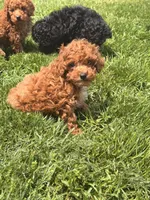 Danny, a female Poodle - Toy  for sale in Michigan City, IN – 4 of 4