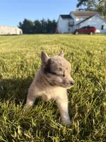 Jimmy, a male Pomsky for sale in Michigan City, IN – 3 of 3