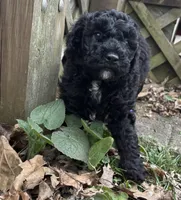 Oreo, a male Poodle - Toy  and Miniature Goldendoodle for sale in Michigan City, IN – Photo 3 of 3
