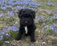 Oreo, a male Poodle - Toy  and Miniature Goldendoodle for sale in Michigan City, IN – Photo 1 of 3