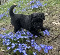 Oreo, a male Poodle - Toy  and Miniature Goldendoodle for sale in Michigan City, IN – Photo 2 of 3