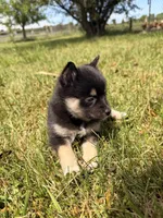 Misty, a female Pomsky for sale in Michigan City, IN – 2 of 4