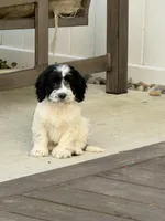 April, a female Cockapoo for sale in Michigan City, IN – 4 of 4