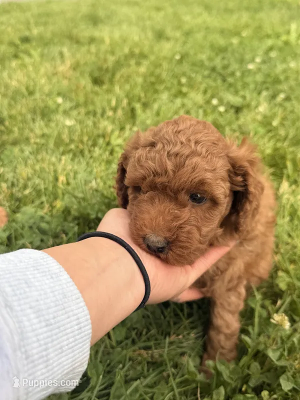 Roger – Miniature Goldendoodle puppy for sale in Michigan City, IN