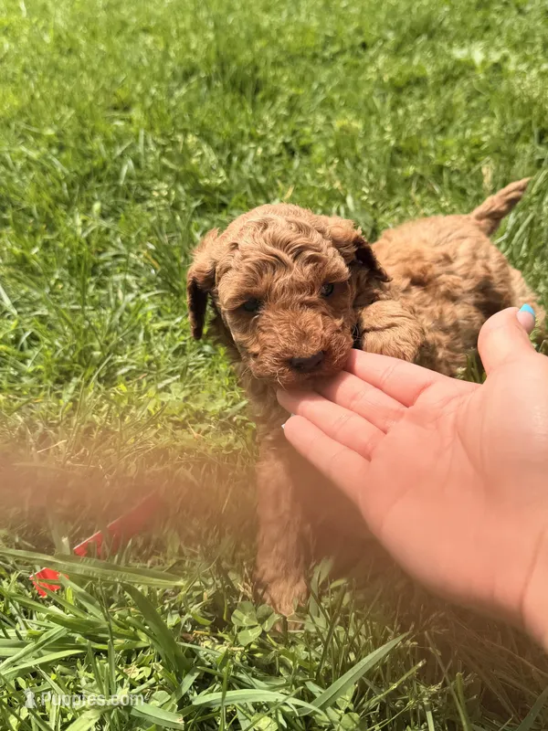 Roger – Miniature Goldendoodle puppy for sale in Michigan City, IN