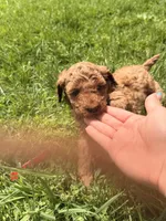 Roger, a male Miniature Goldendoodle for sale in Michigan City, IN – 1 of 5