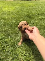 Ricky, a male Miniature Goldendoodle for sale in Michigan City, IN – 2 of 4