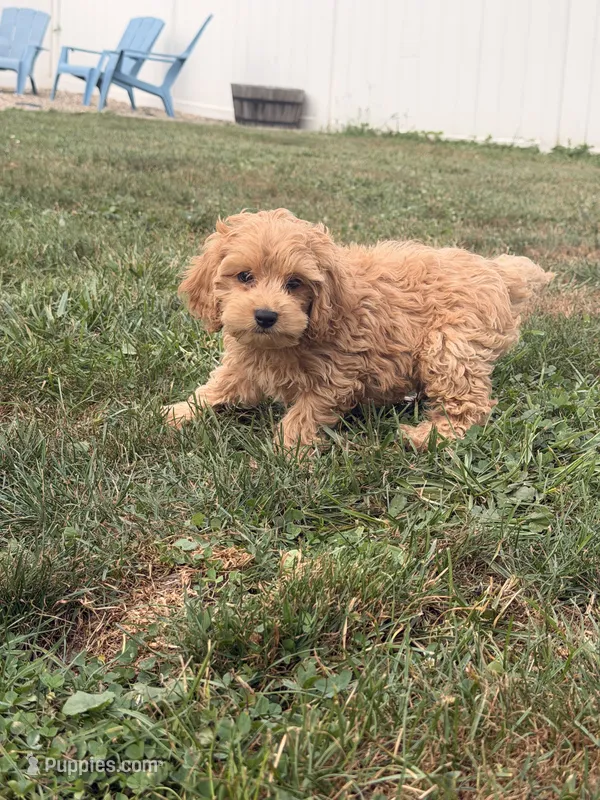 Max – Miniature Goldendoodle puppy for sale in Michigan City, IN