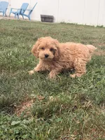 Max, a male Miniature Goldendoodle for sale in Michigan City, IN – 1 of 4