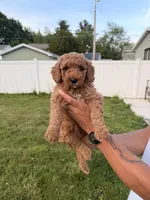 Rambo, a male Miniature Goldendoodle for sale in Michigan City, IN – 3 of 5
