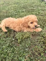 Max, a male Miniature Goldendoodle for sale in Michigan City, IN – 4 of 4