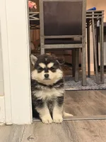 Yeti, a female Chow Chow for sale in Michigan City, IN – 2 of 6