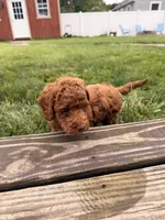 Jasper, a female Miniature Goldendoodle for sale in Michigan City, IN – 4 of 4