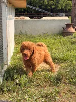 Opal, a female Miniature Goldendoodle for sale in Michigan City, IN – 2 of 6