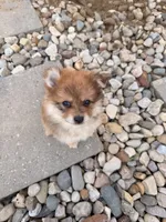 Bambi, a female Pomeranian for sale in Michigan City, IN – 2 of 5