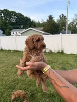 Rambo, a male Miniature Goldendoodle for sale in Michigan City, IN – 2 of 5