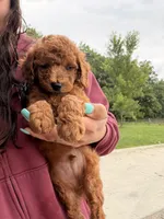 Sparky , a male Miniature Goldendoodle for sale in Michigan City, IN – 3 of 4