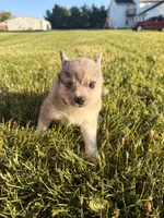 Jimmy, a male Pomsky for sale in Michigan City, IN – 2 of 3