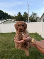 Rambo, a male Miniature Goldendoodle for sale in Michigan City, IN – 5 of 5