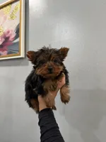 Phoebe , a female Yorkshire Terrier for sale in Michigan City, IN – 2 of 4