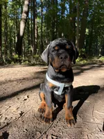 Brusier, a male Rottweiler for sale in Michigan City, IN – 4 of 4