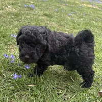Monkey, a male Poodle - Toy  and Miniature Goldendoodle for sale in Michigan City, IN – Photo 2 of 3