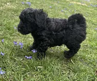 Monkey, a male Poodle - Toy  and Miniature Goldendoodle for sale in Michigan City, IN – Photo 3 of 3