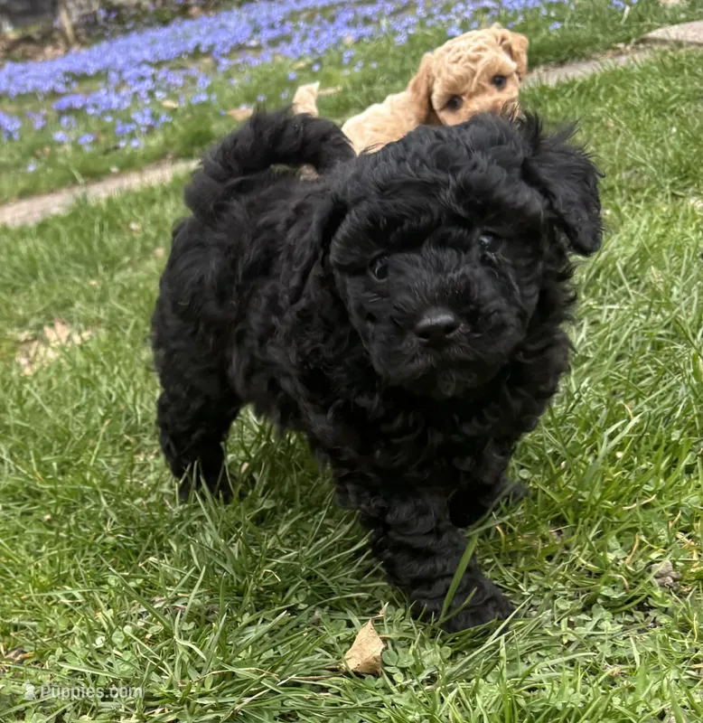Monkey – Poodle - Toy , Miniature Goldendoodle puppy for sale in Michigan City, IN