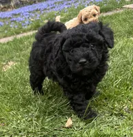 Monkey, a male Poodle - Toy  and Miniature Goldendoodle for sale in Michigan City, IN – Photo 1 of 3