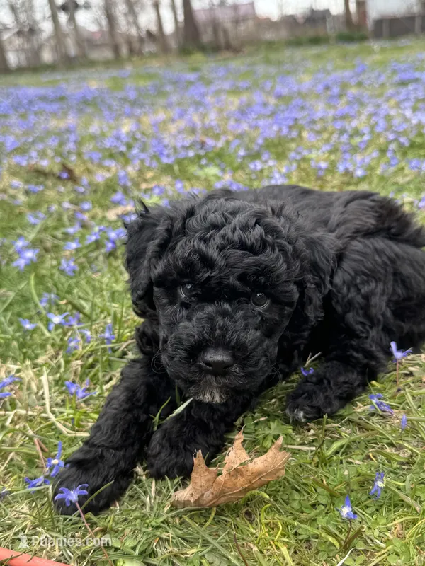 Monkey – Poodle - Toy , Miniature Goldendoodle puppy for sale in Michigan City, IN