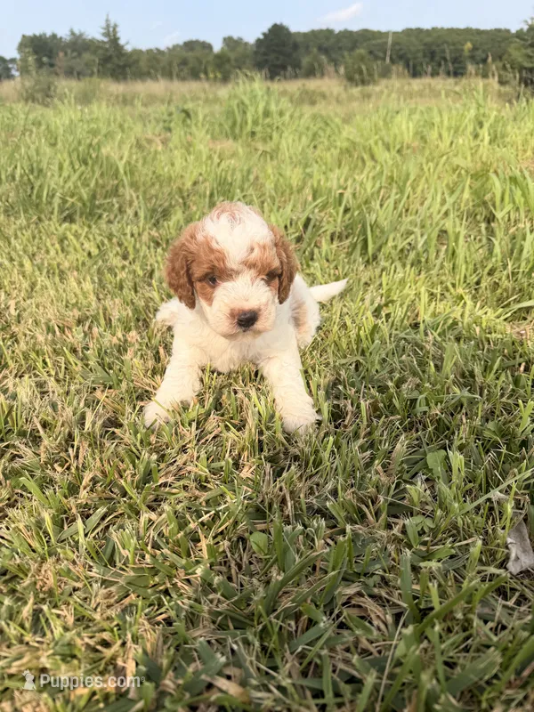 Simon – Miniature Goldendoodle puppy for sale in Michigan City, IN