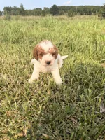 Simon, a male Miniature Goldendoodle for sale in Michigan City, IN – 1 of 6