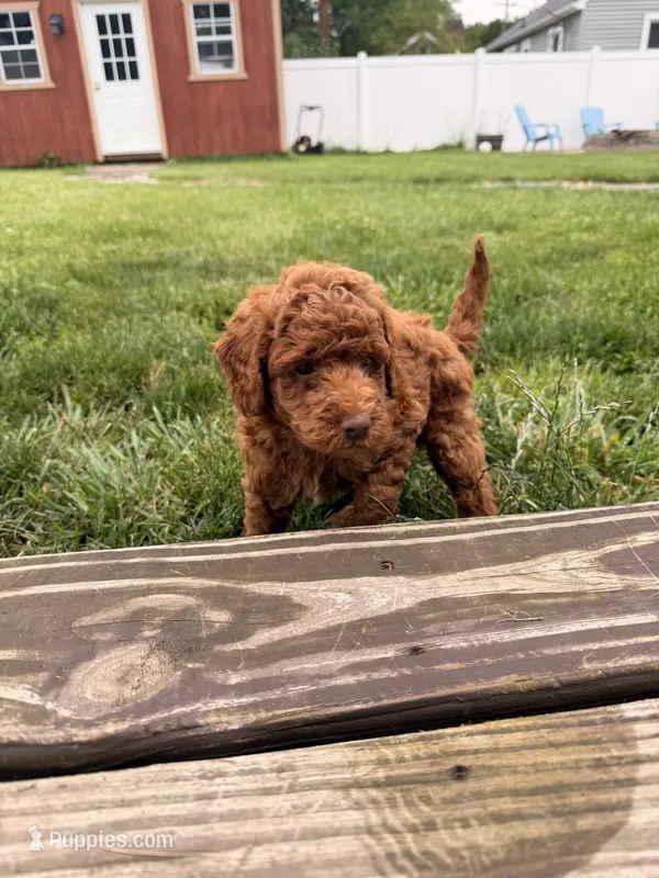 Jasper – Miniature Goldendoodle puppy for sale in Michigan City, IN