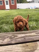 Jasper, a female Miniature Goldendoodle for sale in Michigan City, IN – 1 of 4