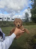 Topher, a female Miniature Goldendoodle for sale in Michigan City, IN – 3 of 4