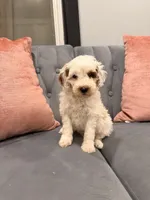 Harold, a male Miniature Goldendoodle for sale in Michigan City, IN – 3 of 3