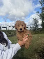Topher, a female Miniature Goldendoodle for sale in Michigan City, IN – 4 of 4