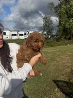 Reba, a female Miniature Goldendoodle for sale in Michigan City, IN – 5 of 5