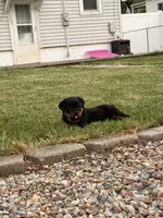 Buddy, a male Rottweiler for sale in Michigan City, IN – 2 of 4