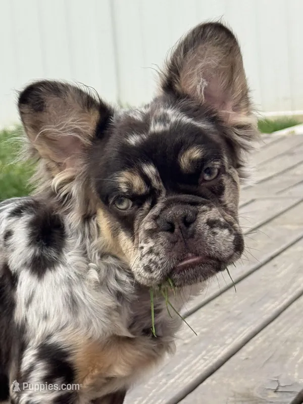 Sandwich FLUFFY – French Bulldog puppy for sale in Michigan City, IN