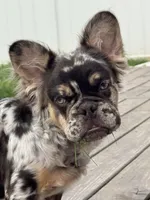 Sandwich FLUFFY, a male French Bulldog for sale in Michigan City, IN – Photo 1 of 3