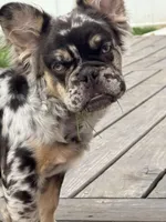 Sandwich FLUFFY, a male French Bulldog for sale in Michigan City, IN – Photo 3 of 3