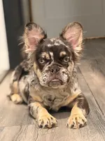 Sandwich FLUFFY, a male French Bulldog for sale in Michigan City, IN – Photo 2 of 3