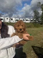 Channel, a female Miniature Goldendoodle for sale in Michigan City, IN – 3 of 5