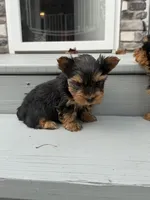Bandit , a male Yorkshire Terrier for sale in Michigan City, IN – 3 of 4