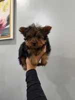 Phoebe , a female Yorkshire Terrier for sale in Michigan City, IN – 4 of 4