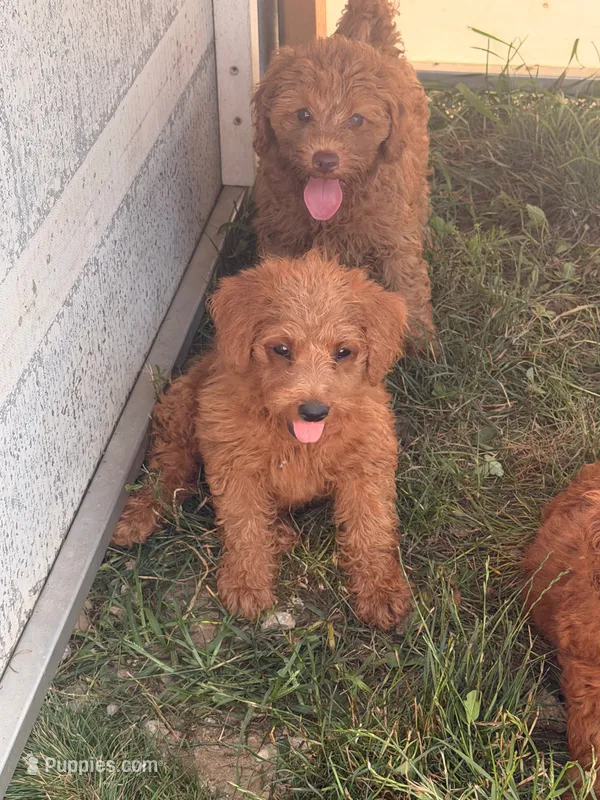 Misty – Miniature Goldendoodle puppy for sale in Michigan City, IN