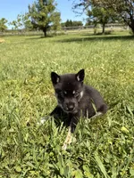 Tucker, a male Pomsky for sale in Michigan City, IN – 4 of 4